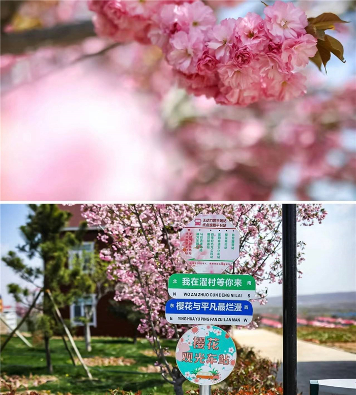 莱阳濯村樱花园门票/门票多少钱/优惠购票_莱阳濯村樱花园门票价格/在