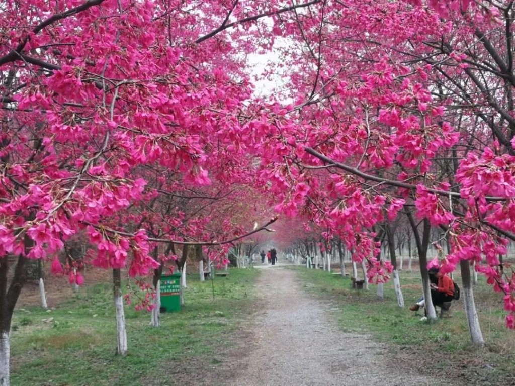 常寧百萬(wàn)櫻花園