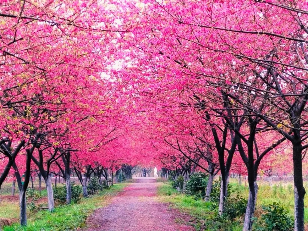 常寧百萬櫻花園