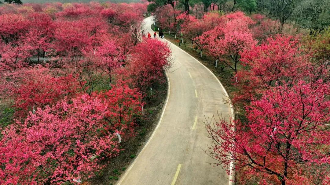 常寧百萬(wàn)櫻花園.jpg