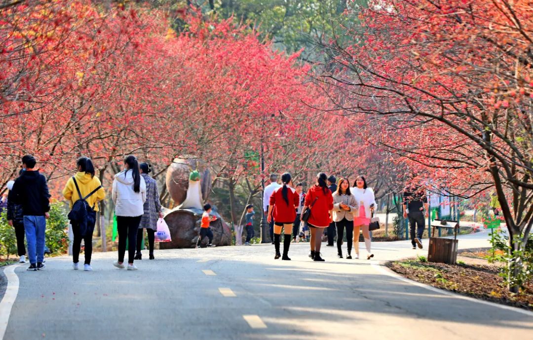 常寧百萬(wàn)櫻花園5.jpg