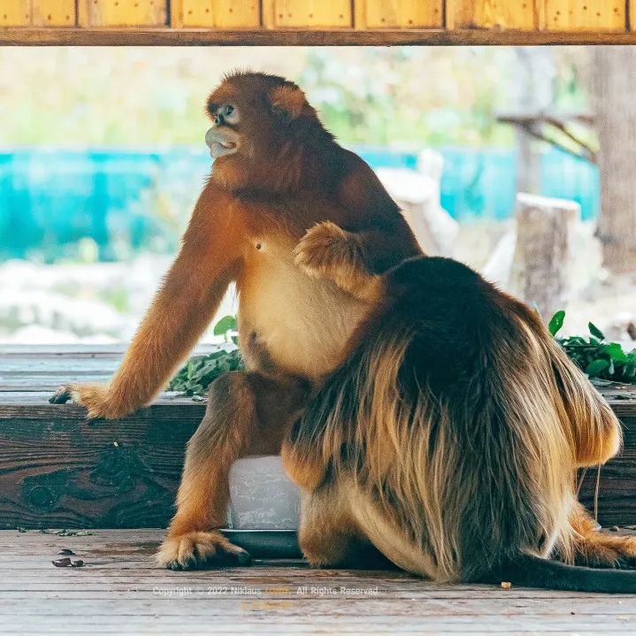 紫清湖野生動物園年卡