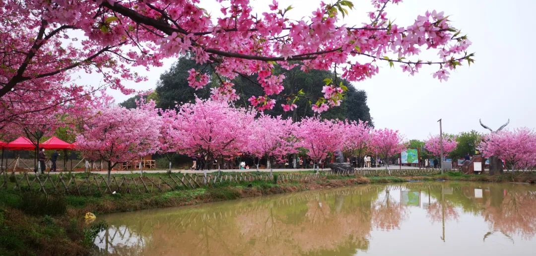 常寧百萬櫻花園