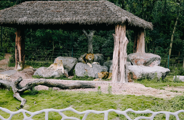 紫清湖野生動物世界2.png