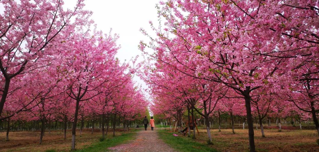 常寧百萬櫻花園