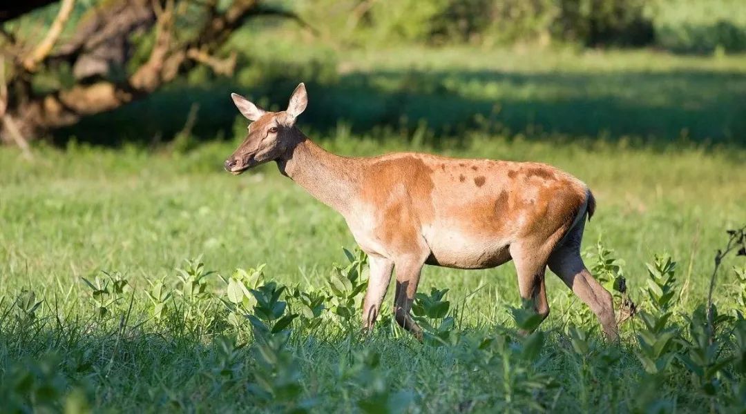 沁陽和生森林動物樂園