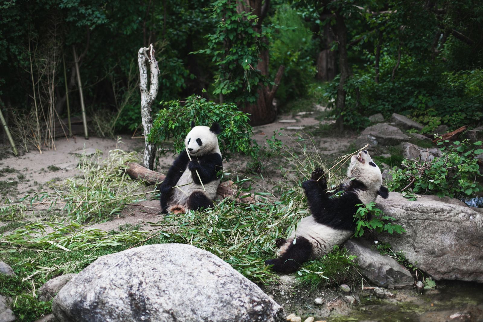 雅安碧峰峡熊猫基地