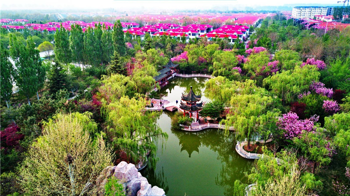 莱阳濯村樱花园