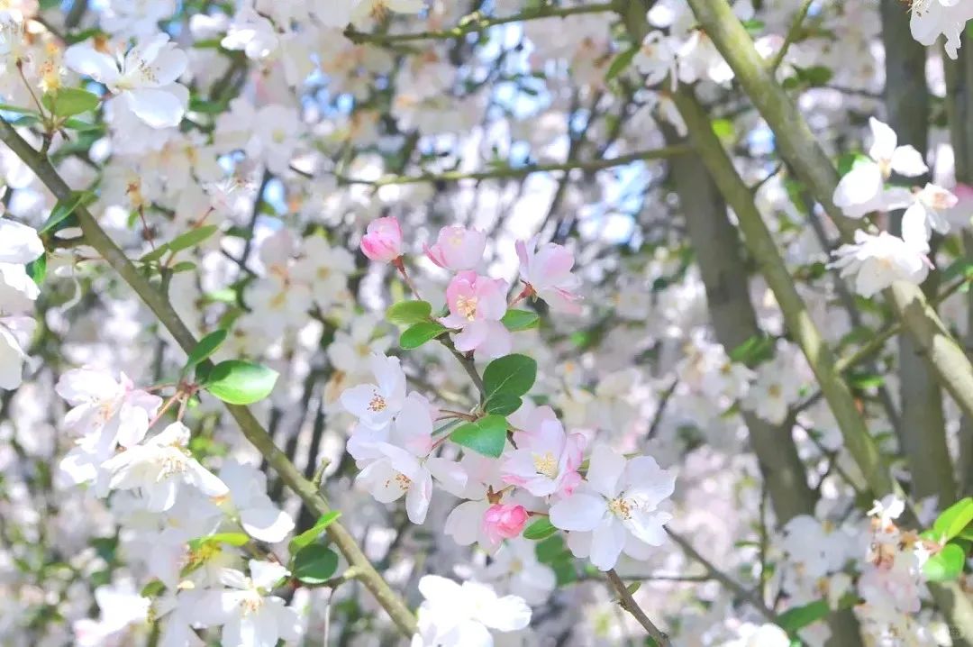 綿陽(yáng)百花樂(lè)園2.jpg