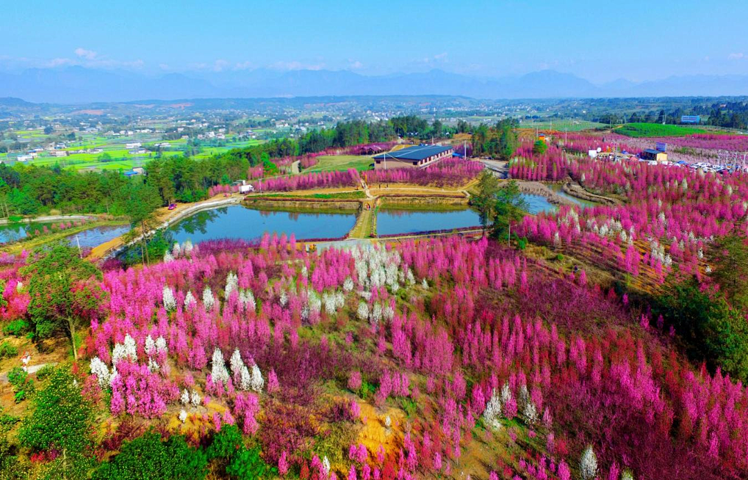 綿陽(yáng)百花樂(lè)園1.png