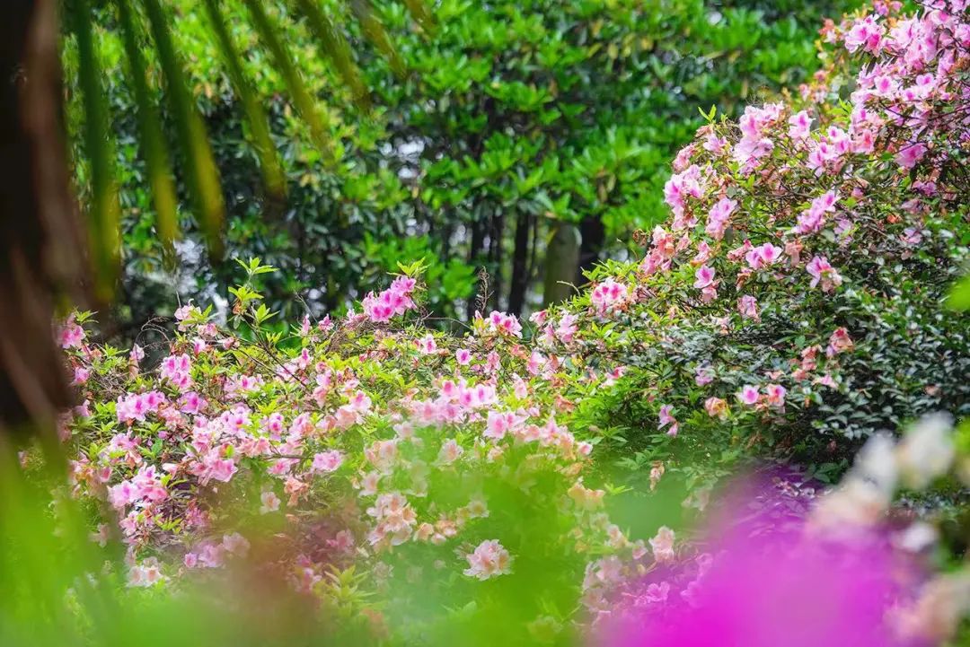 武漢植物園.jpg