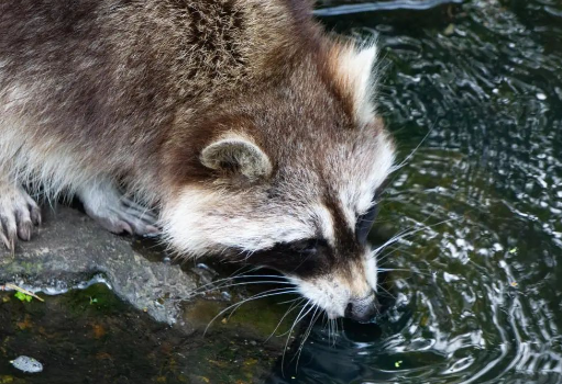 九峰森林動(dòng)物園