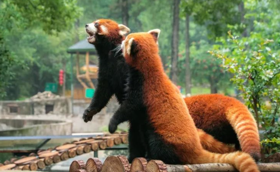 2024九峰森林動(dòng)物園門票價(jià)格+表演時(shí)間+游玩攻略