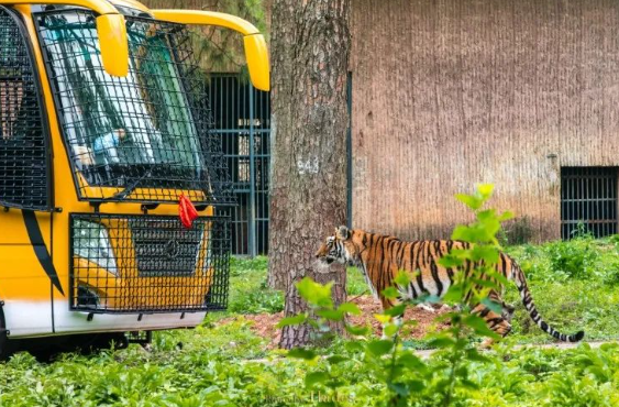 2024九峰森林動物園門票價格+表演時間+游玩攻略