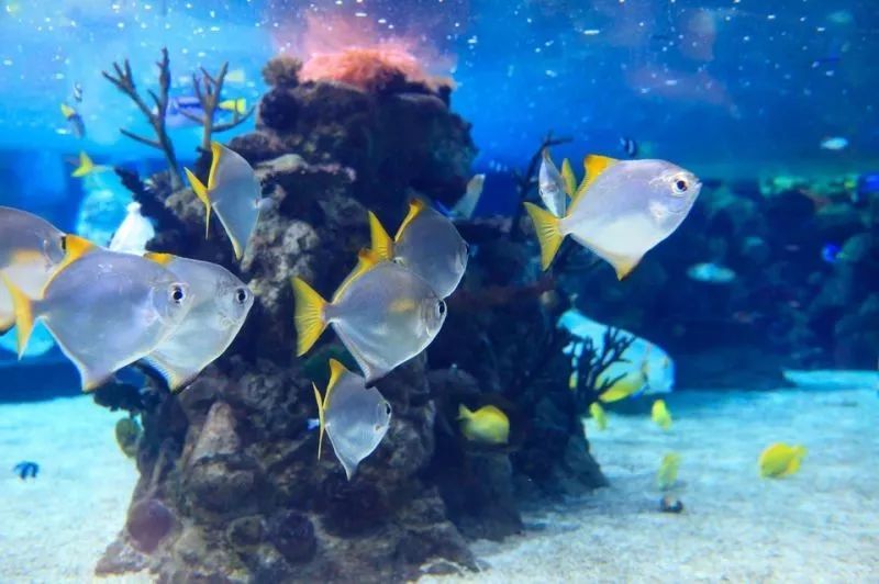 鄭州錦藝城海洋館