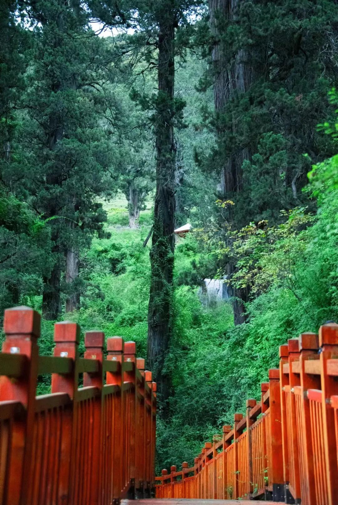 世界柏樹(shù)王園林