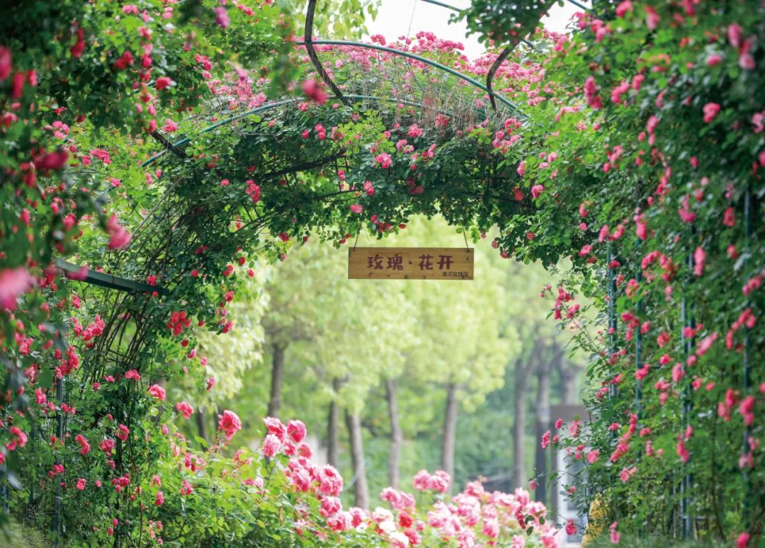 2024南京玫瑰园景区门票价格+开放时间+交通指南(附最佳赏花时间)