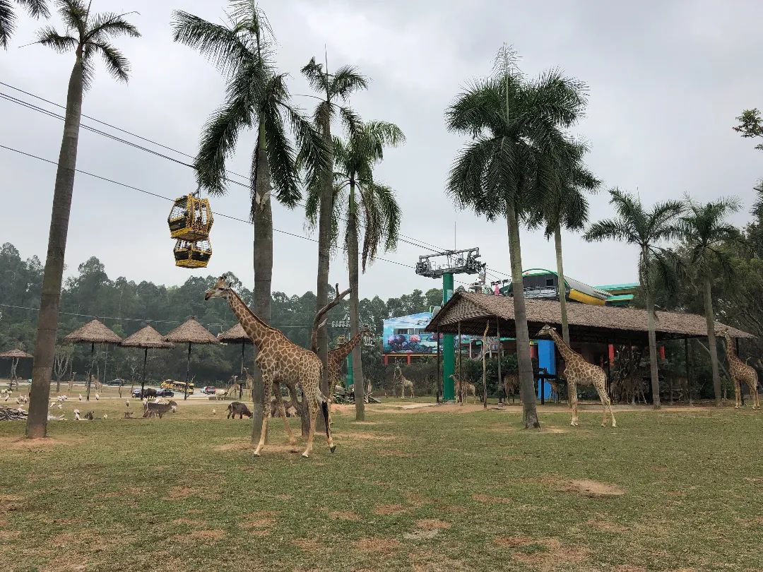 廣州長隆野生動物世界