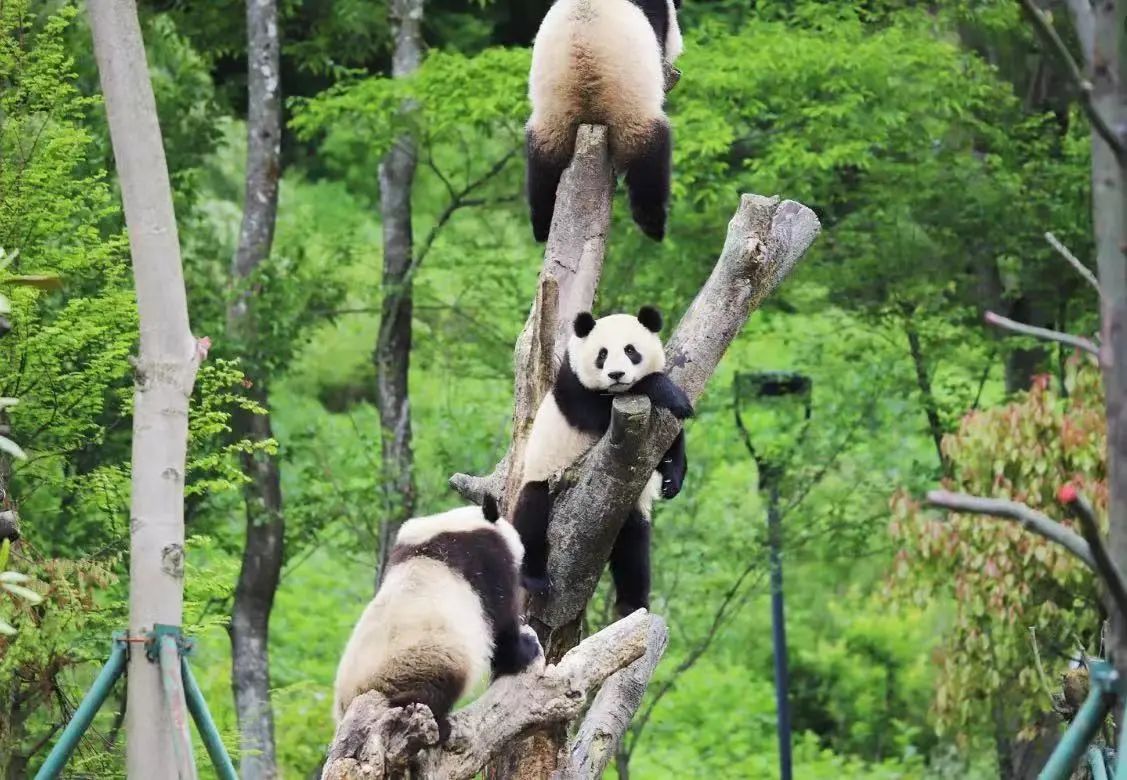 都江堰中华大熊猫苑