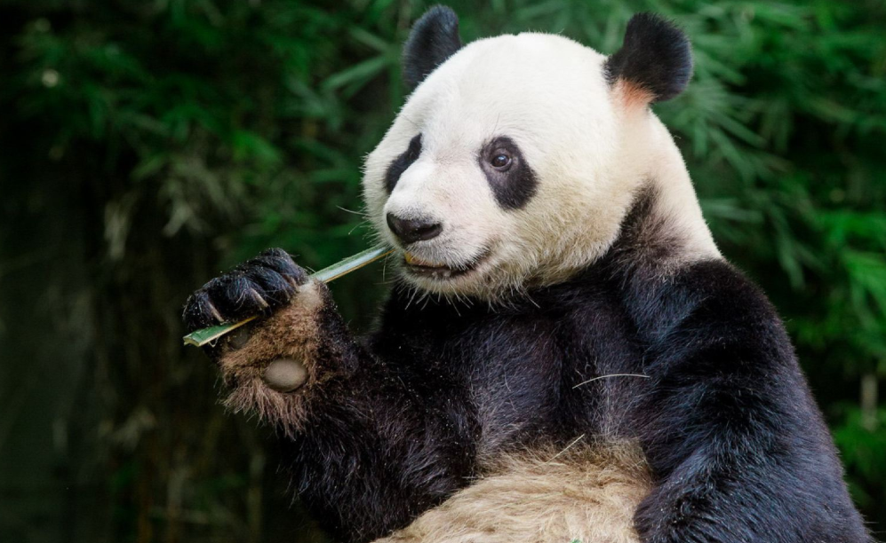 廣州長隆野生動物世界