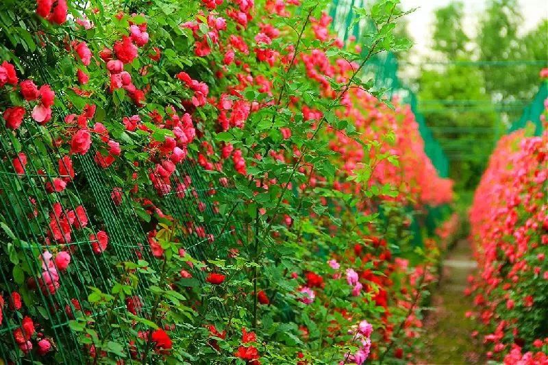 花漫云凌玫瑰園