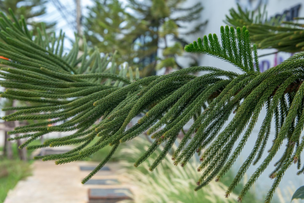 廈門園林植物園