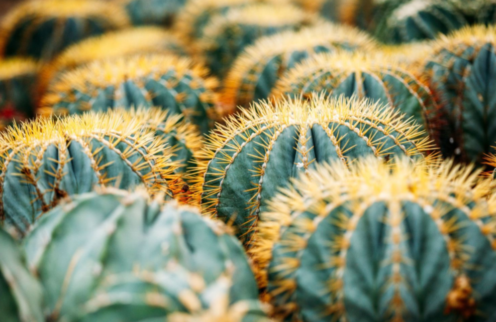 廈門園林植物園