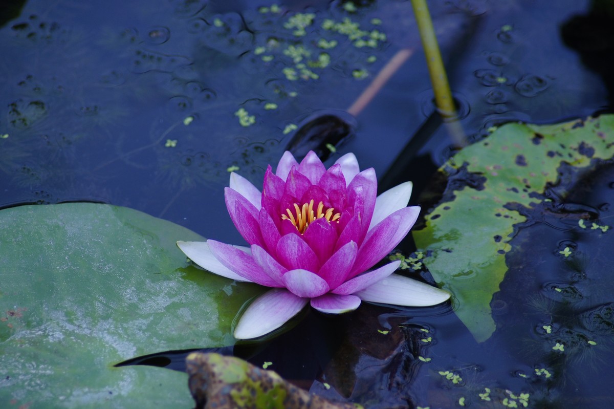 崇明荷花博覽園