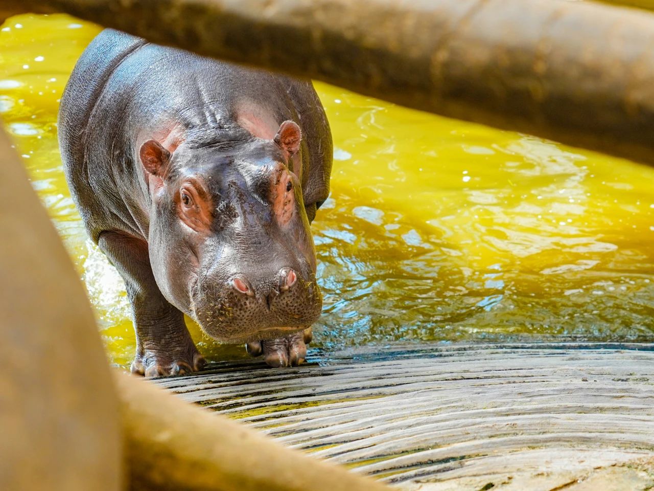 青島森林野生動物世界