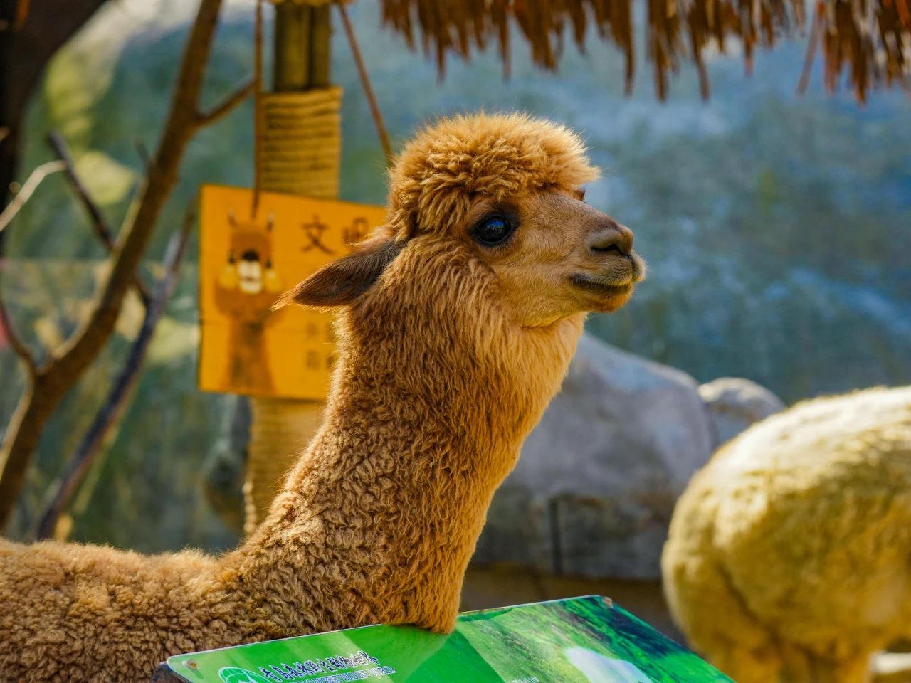 青島森林野生動物世界