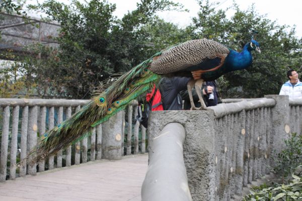 成都動物園