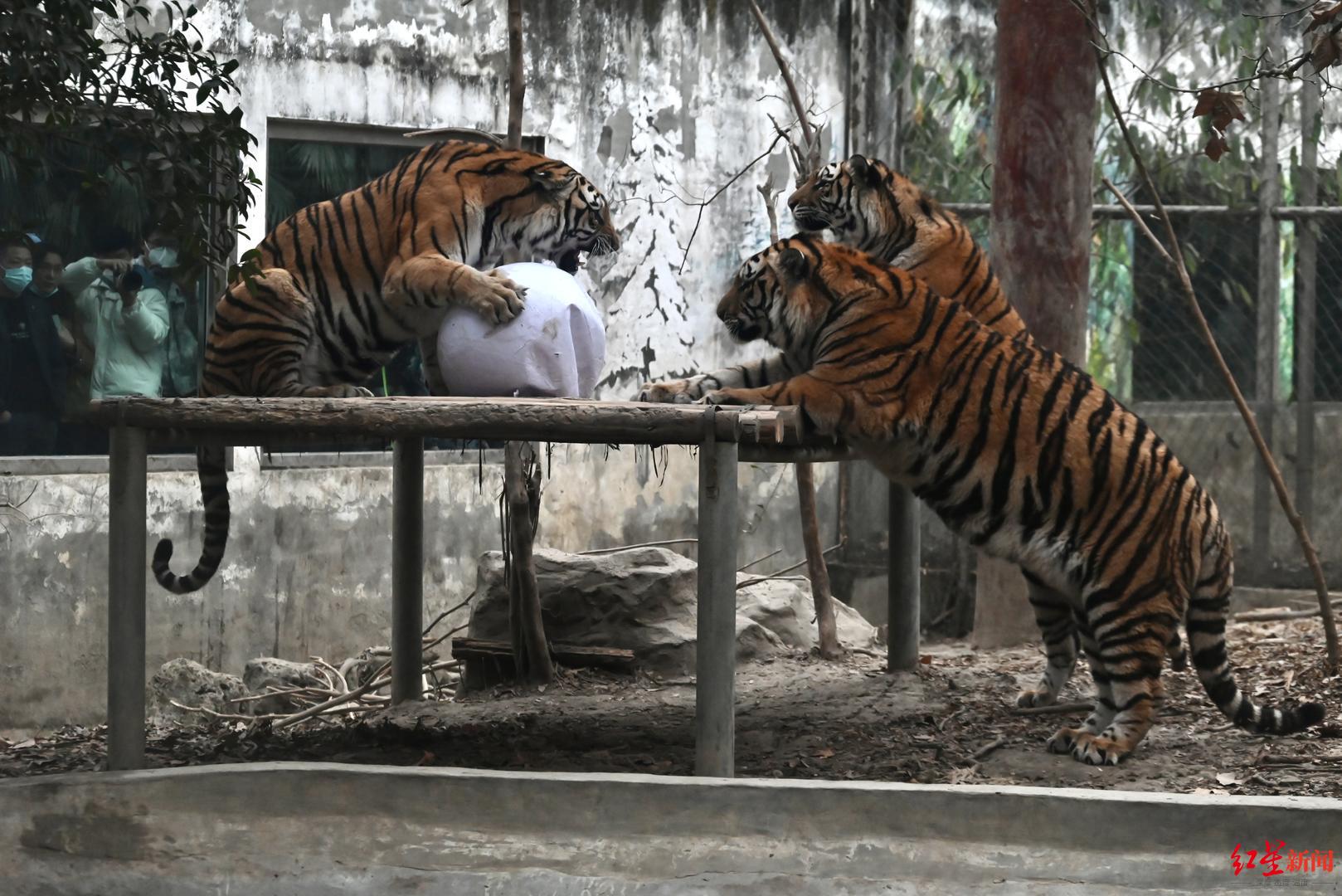 成都動物園