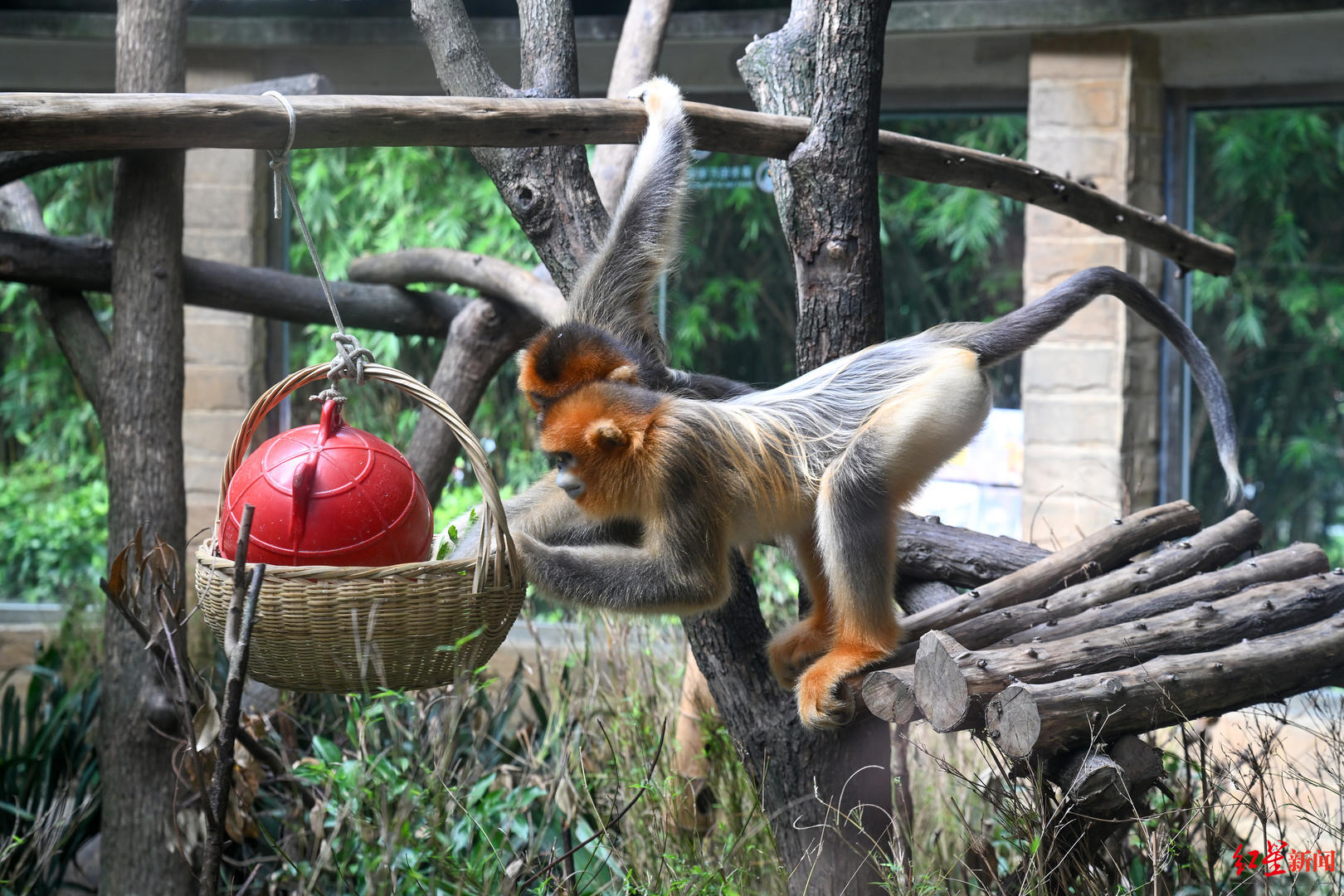 成都動(dòng)物園