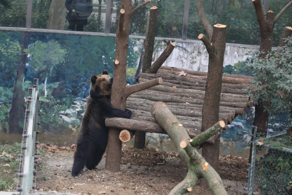 成都動(dòng)物園