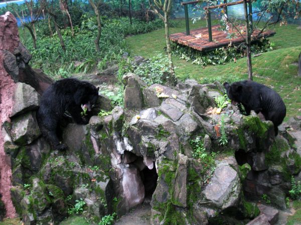 成都動物園