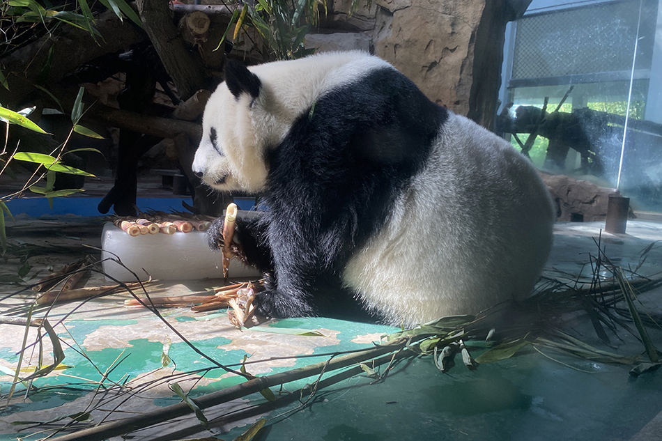 成都動(dòng)物園