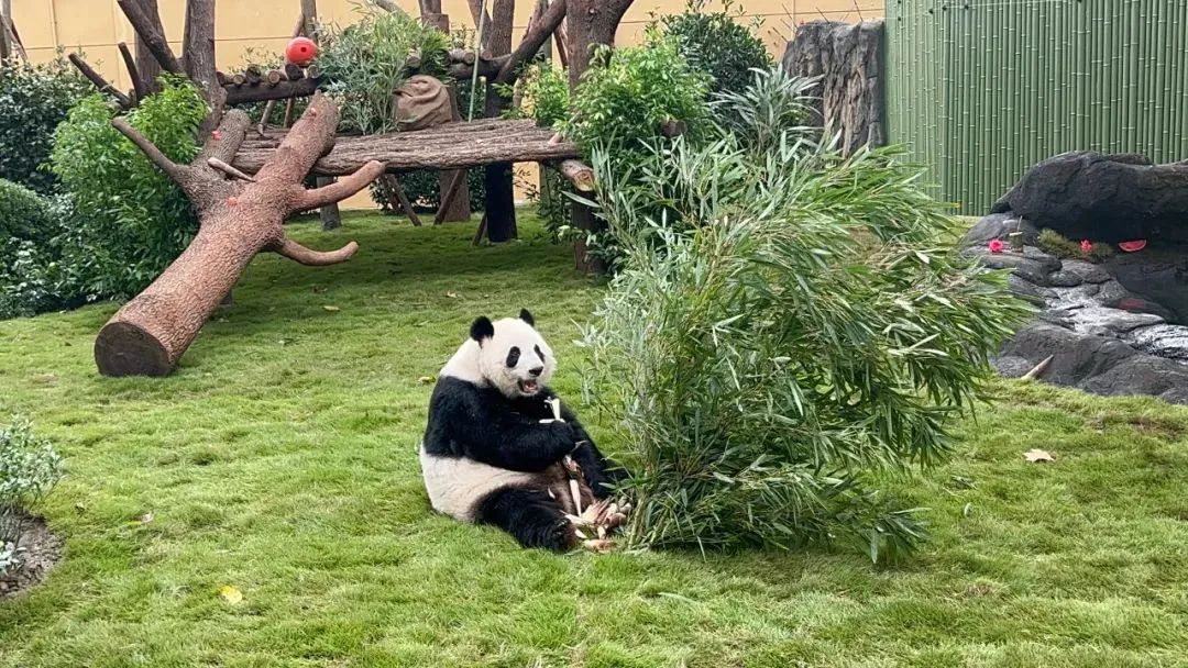 2025成都動物園開放時間及門票預約(附游玩時長)