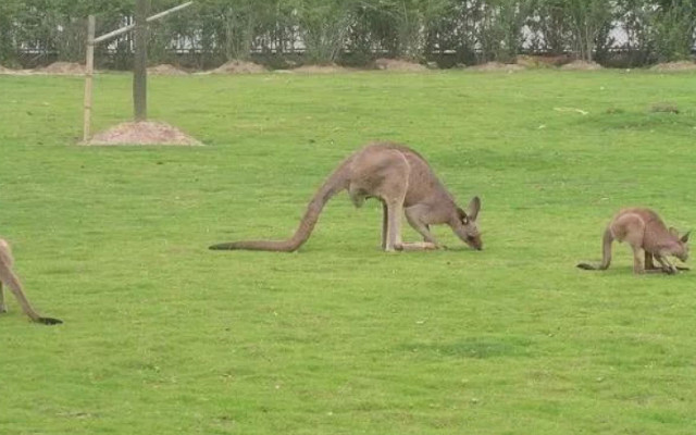 太子山野生動物園.jpg