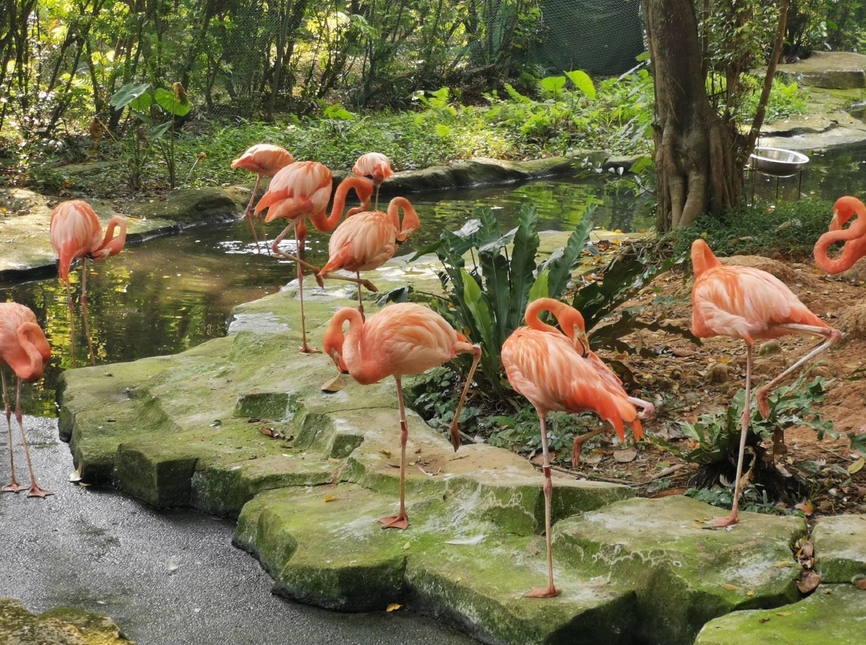 南寧動(dòng)物園.jpg