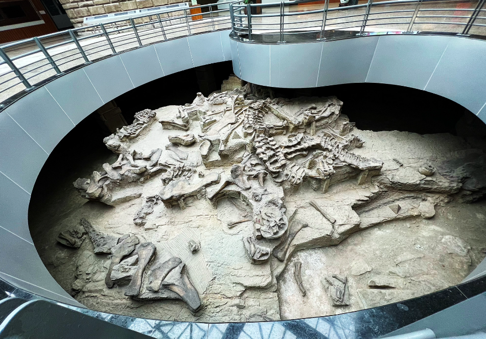 自贡恐龙博物馆