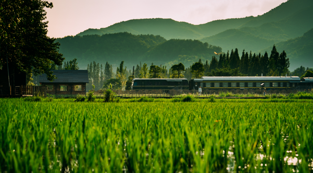 黃岡袁夫稻田