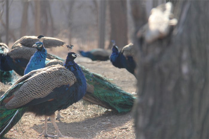 遼寧龍鼎山動(dòng)物園.png