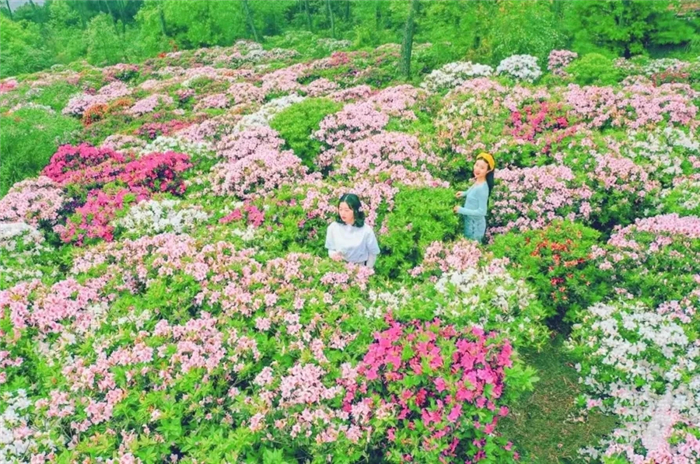 2024荊門圣境花谷門票價(jià)格+游玩時(shí)間+景點(diǎn)介紹+交通路線