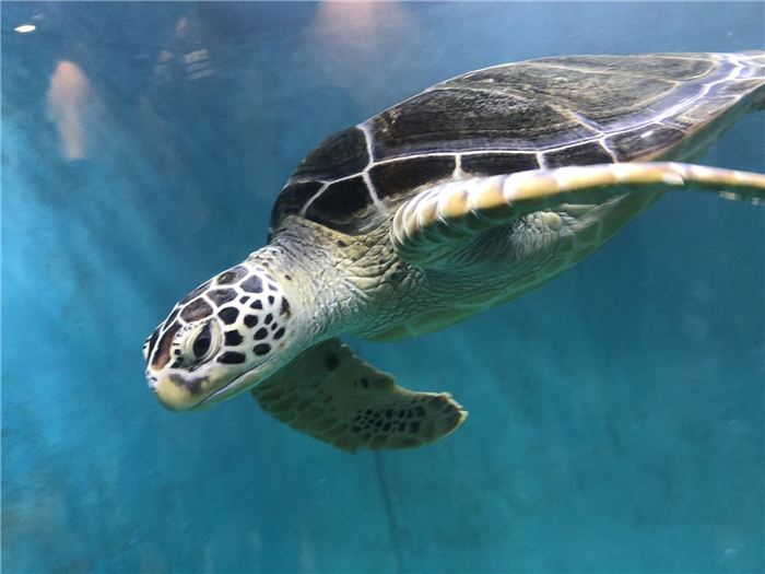 青島水族館