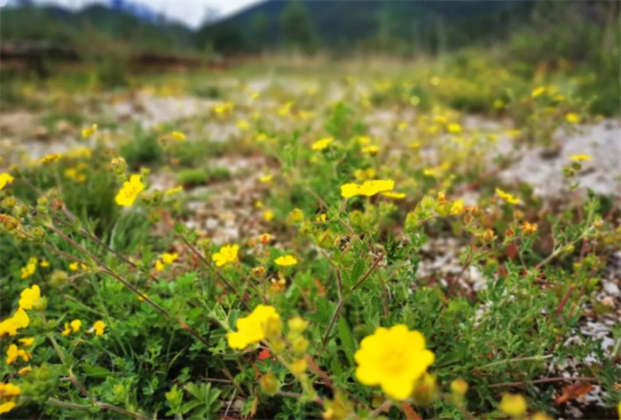 香格里拉高山植物園.png