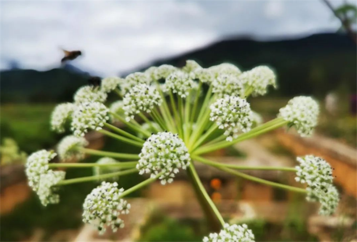 香格里拉高山植物園.png