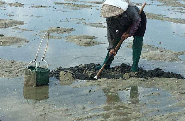 北海紅樹林拾貝趕海