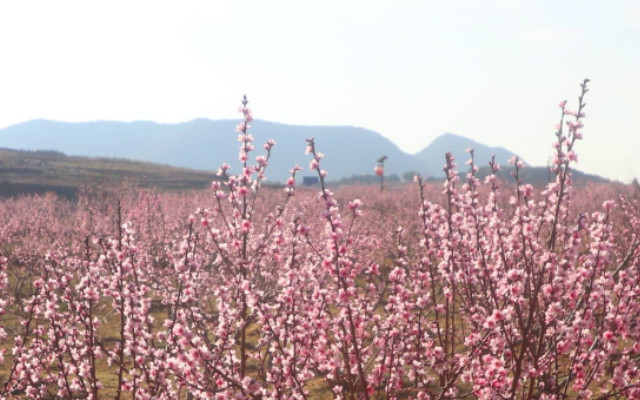 會澤桃云仙谷景區(qū).jpg