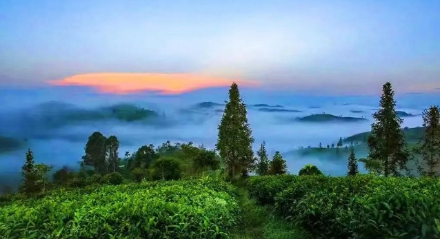 中華普洱茶博覽苑