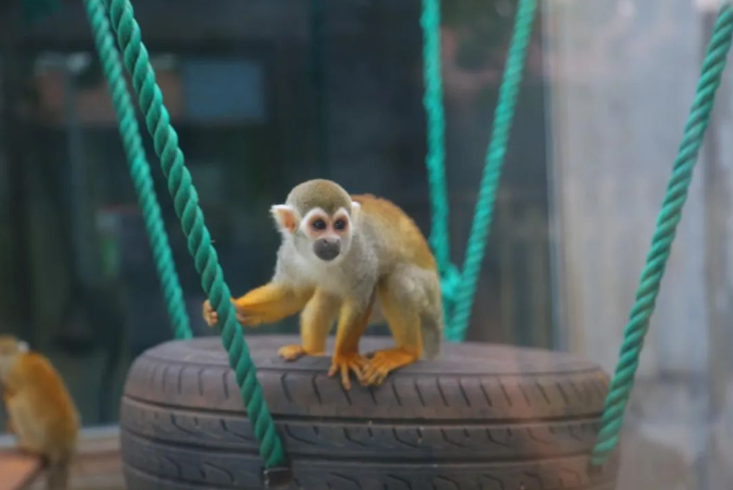 2024蓬萊黃金河動物園地址+介紹+門票